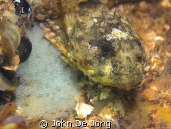 Father & son? Also the male of the Enophrys bubalis takes... by John De Jong 